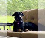 Small #10 Labrador Retriever Mix