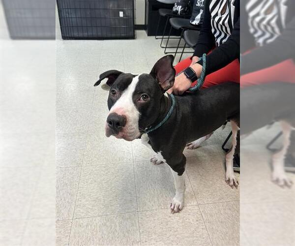 Medium Photo #1 Staffordshire Bull Terrier Puppy For Sale in Sugar Land, TX, USA