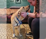 Small #7 Anatolian Shepherd-Labrador Retriever Mix