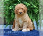 Small #4 Cavapoo