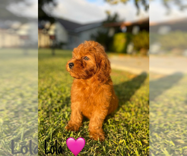 Medium Photo #19 Goldendoodle (Miniature) Puppy For Sale in BAKERSFIELD, CA, USA