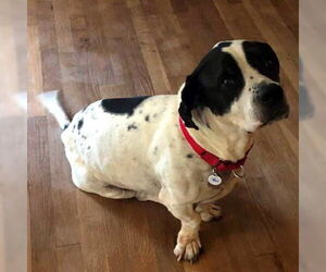 Basset Hound-Unknown Mix Dogs for adoption in Deepwater, NJ, USA