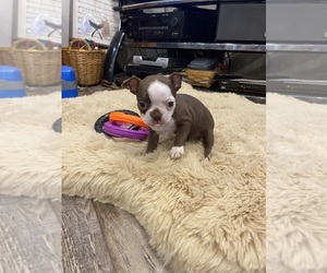 Boston Terrier Puppy for sale in FREDONIA, KS, USA