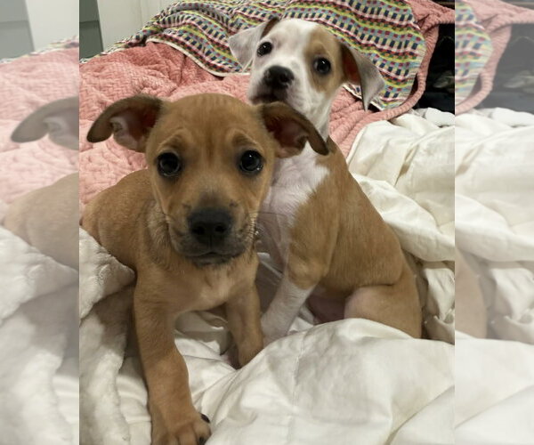 Medium Photo #3 Chihuahua-Unknown Mix Puppy For Sale in Alexander, AR, USA
