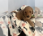 Small Photo #24 Goldendoodle (Miniature) Puppy For Sale in LOVES PARK, IL, USA
