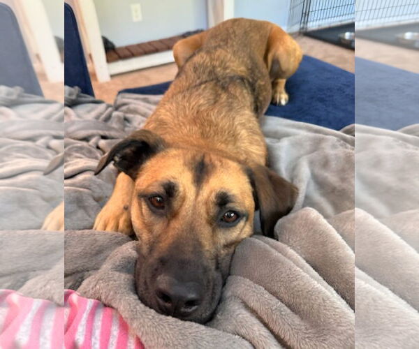 Medium Photo #2 American Pit Bull Terrier-Labrador Retriever Mix Puppy For Sale in Royal Palm Beach, FL, USA