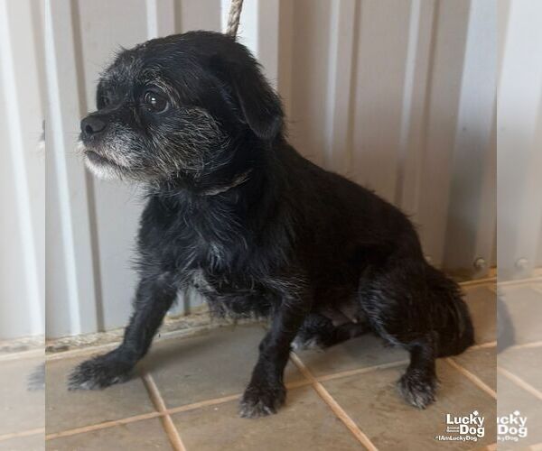 Medium Photo #2 Mutt Puppy For Sale in Washington, DC, USA