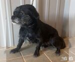 Small #1 Mutt