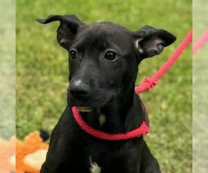 Chinese Shar-Pei-Retriever  Mix Dogs for adoption in Yardley, PA, USA