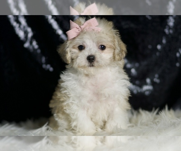 Medium Photo #6 Maltipoo Puppy For Sale in WARSAW, IN, USA