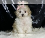 Small #5 Maltipoo