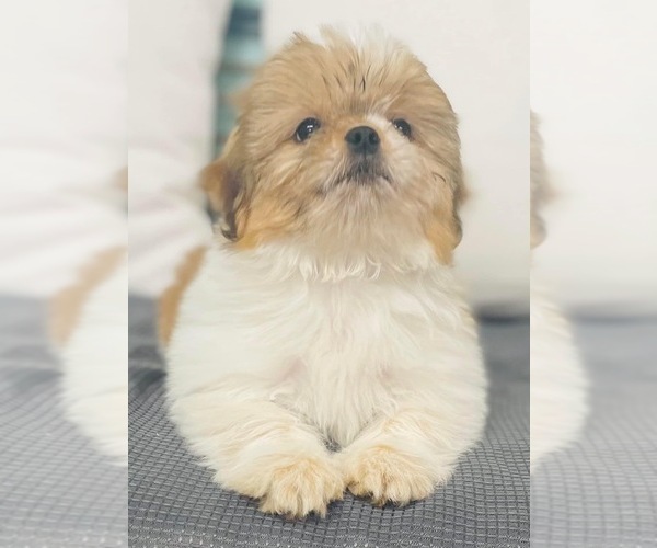 Medium Photo #1 ShihPoo Puppy For Sale in CINCINNATI, OH, USA
