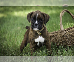 Boxer Puppy for sale in SHIPSHEWANA, IN, USA