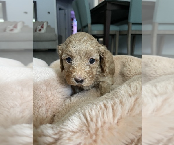 Medium Photo #1 Cavapoo Puppy For Sale in PIEDMONT, SC, USA