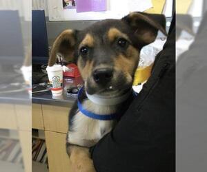 German Shepherd Dog Dogs for adoption in Riverside, CA, USA