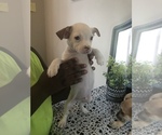 Small Photo #4 Chihuahua Puppy For Sale in DALE CITY, VA, USA