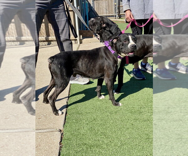 Medium Photo #7 Boxer Puppy For Sale in Austin, TX, USA