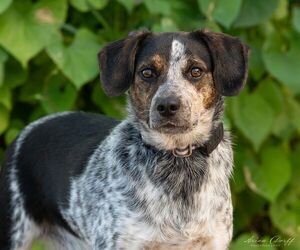 Beagle Dogs for adoption in Las Vegas, NV, USA