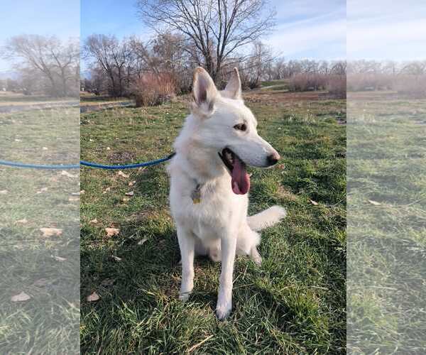 Medium Photo #3 German Shepherd Dog-Unknown Mix Puppy For Sale in Sandy, UT, USA