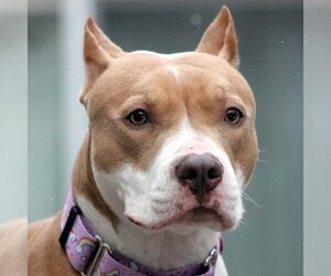 American Staffordshire Terrier Dogs for adoption in Westminster, MA, USA