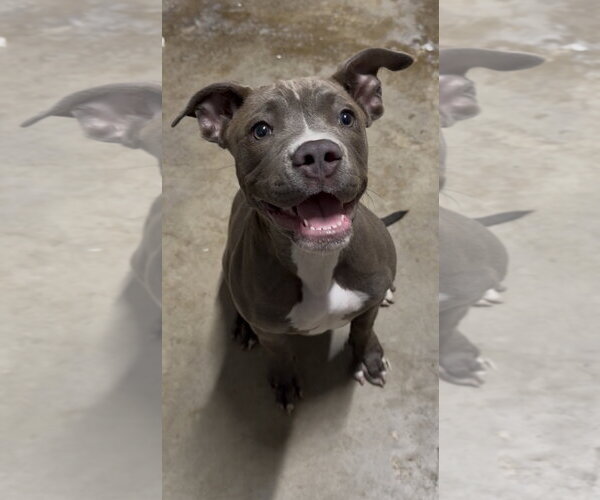 Medium Photo #1 Boston Terrier-Labrador Retriever Mix Puppy For Sale in The Woodlands, TX, USA