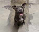 Stella - Female Boston Terrier-Labrador Retriever Mix Dog for Adoption - Small photo