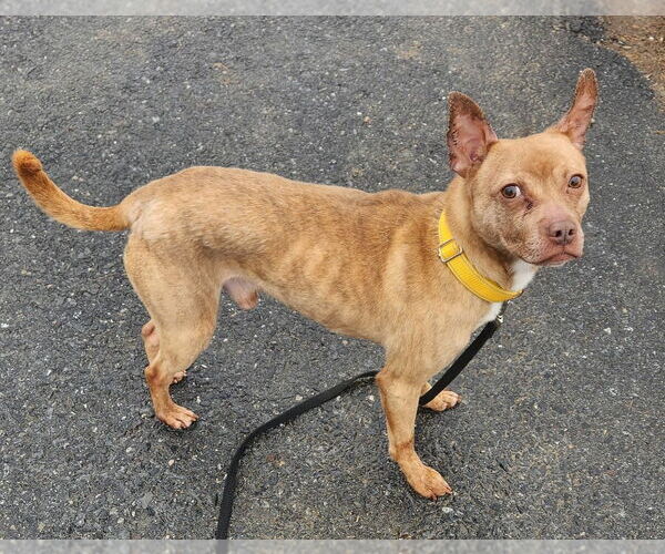 Medium Photo #5 Mutt Puppy For Sale in Walnutport, PA, USA