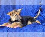Small #1 Australian Shepherd Mix