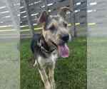 Small German Shepherd Dog Mix