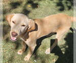 Fig - Female Feist Terrier-Unknown Mix Dog for Adoption - Small photo
