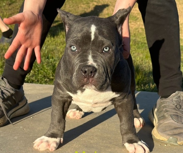 Medium Photo #1 American Bully Puppy For Sale in RED BAY, AL, USA