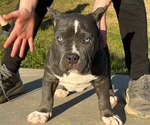 Small Photo #1 American Bully Puppy For Sale in RED BAY, AL, USA