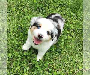 Miniature Australian Shepherd Dog for Adoption in SANDOWN, New Hampshire USA