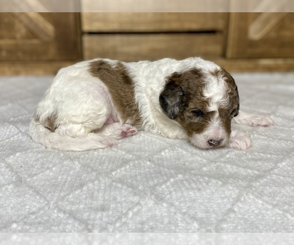 Medium Photo #5 Aussiedoodle Puppy For Sale in CONWAY, MO, USA