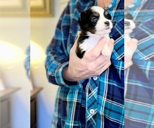 Miniature Australian Shepherd Puppy for sale in SAN LUIS OBISPO, CA, USA