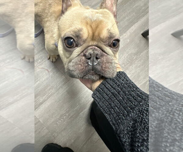 Medium Photo #4 French Bulldog Puppy For Sale in Lake Forest, CA, USA