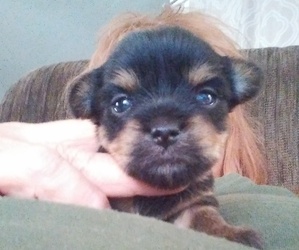 Yorkshire Terrier Puppy for sale in LAKE PANASOFFKEE, FL, USA