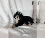 Small #4 Bernedoodle