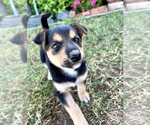 Small Photo #5 Australian Cattle Dog Puppy For Sale in RAMONA, CA, USA