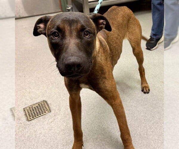 Medium Photo #1 Mutt Puppy For Sale in Rancho Cucamonga, CA, USA