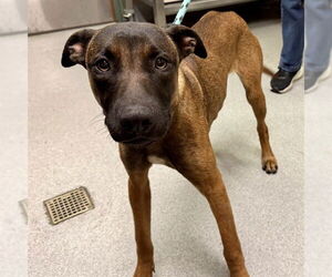 Mutt Dogs for adoption in Rancho Cucamonga, CA, USA