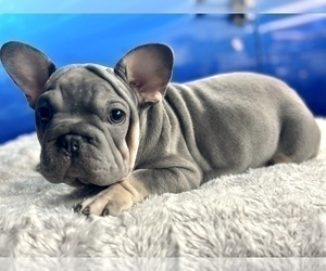 French Bulldog Puppy for sale in ATLANTA, GA, USA