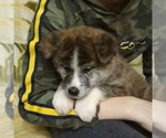 Small Photo #9 Akita Puppy For Sale in Chisinau, Chisinau Municipality, Moldova