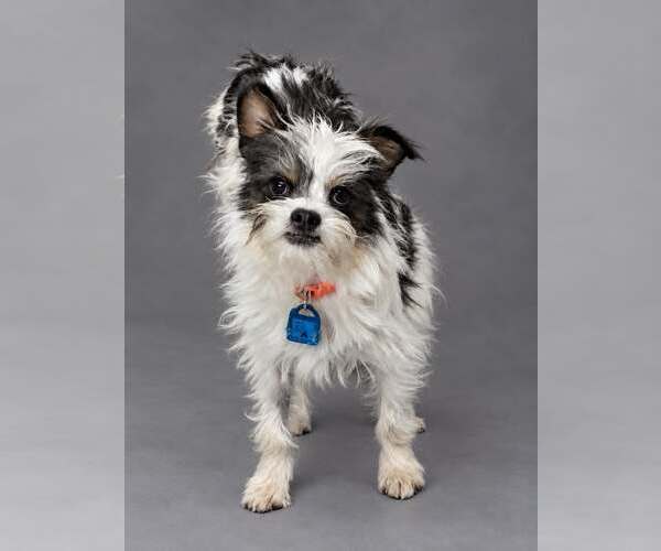 Medium Photo #1 Chihuahua-Unknown Mix Puppy For Sale in Mukwonago, WI, USA