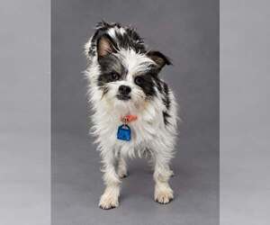 Chihuahua-Unknown Mix Dogs for adoption in Mukwonago, WI, USA