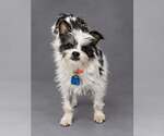 Zipper - Male Chihuahua-Unknown Mix Dog for Adoption - Small photo