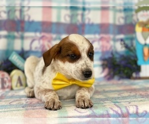 Australian Cattle Dog Puppy for sale in LANCASTER, PA, USA