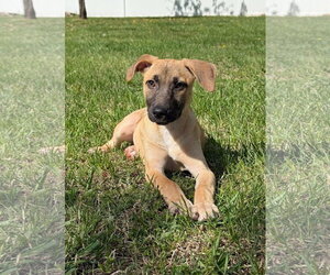 Mutt Dogs for adoption in Cliffwood, NJ, USA