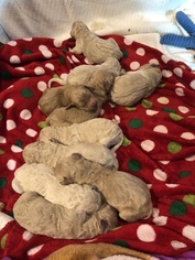 Goldendoodle Puppy for sale in HUME, MO, USA