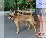 Small #5 Shepradors